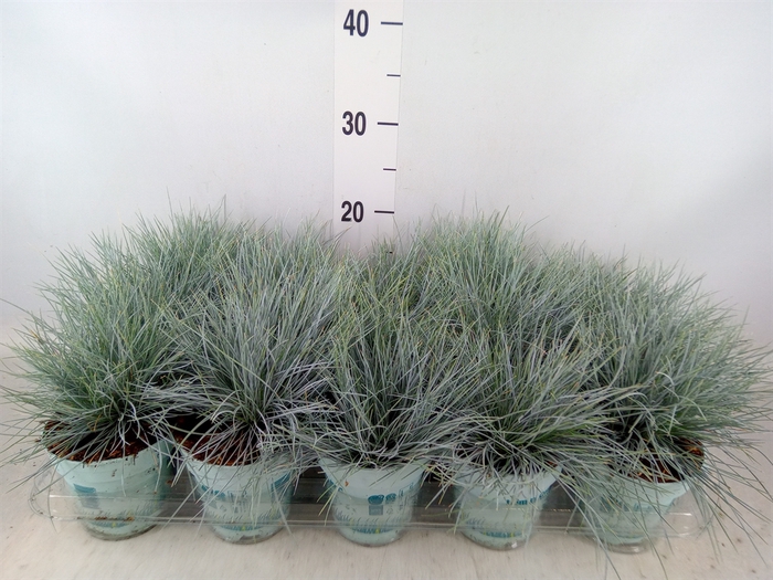 <h4>Festuca glauca 'Compacta Blue'</h4>