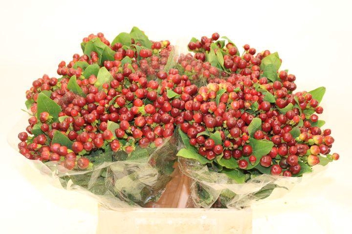 <h4>HYP MAG CHERRY</h4>