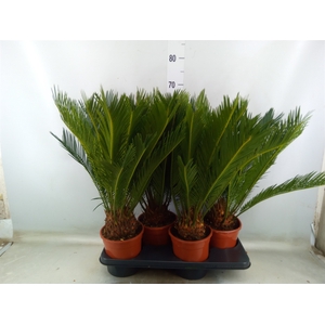 Cycas revoluta