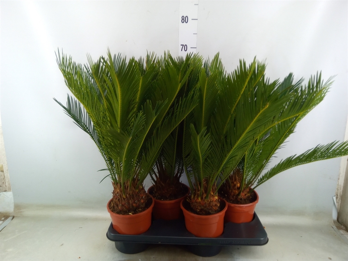 <h4>Cycas revoluta</h4>