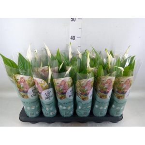 Spathiphyllum  'Pearl Cupido'