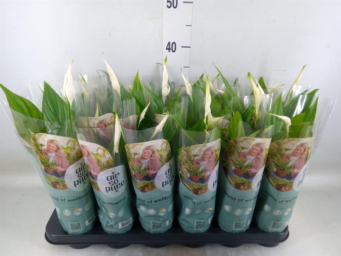 <h4>Spathiphyllum  'Pearl Cupido'</h4>