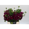 Dahlia Lilac Bull