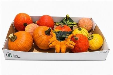 <h4>CUCURBITA PEPO</h4>
