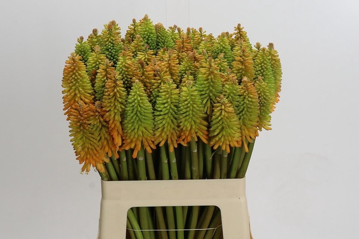 Kniphofia Eycone Peach