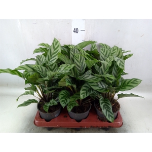 Calathea  'Freddie'