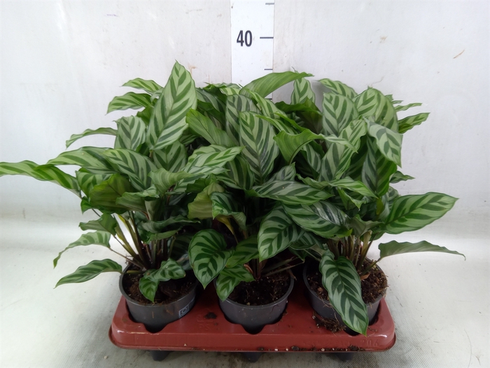 <h4>Calathea  'Freddie'</h4>