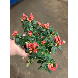 RHODO SI HELLMUT VOG