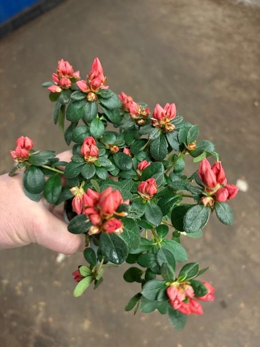 <h4>RHODO SI HELLMUT VOG</h4>