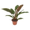 PHILODENDRON IMPERIAL RED P15