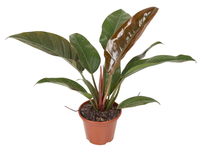 PHILODENDRON IMPERIAL RED P15