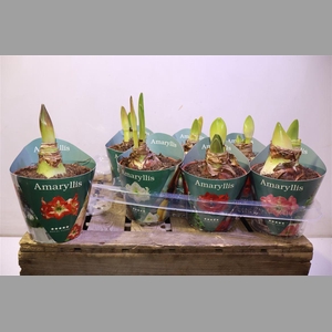 Hipp Gem 4 Srt In Potcover