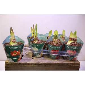 Hipp Gem 4 Srt In Potcover