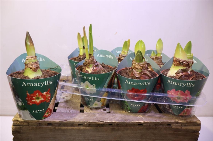 <h4>arr8 Hipp Gem 4 Srt In Potcover</h4>