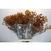Anigozanthos Gold Fever