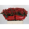 Hypericum True Romance