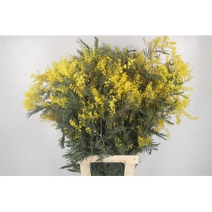 Acacia Mirandol Per Stem