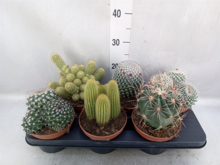 <h4>Cactus   ...mix</h4>