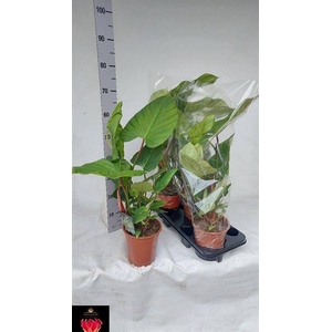 Philodendron Fuzzy Petiole 17Ø  65cm
