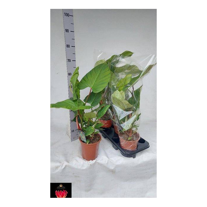 <h4>Philodendron Fuzzy Petiole 17Ø  65cm</h4>