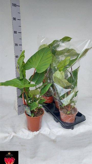 Philodendron Fuzzy Petiole 17Ø  65cm