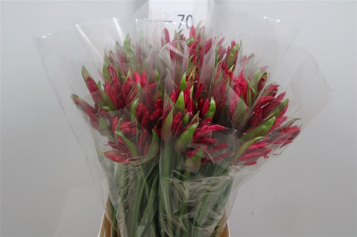 <h4>Ne Co Mr John</h4>