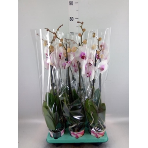 Phalaenopsis   ...
