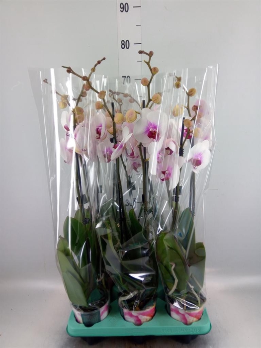 <h4>Phalaenopsis   ...</h4>