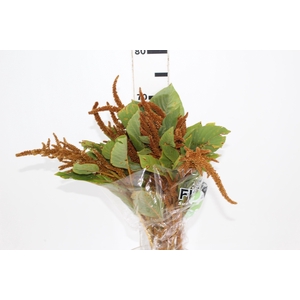 AMARANTHUS DOURADO 070 CM