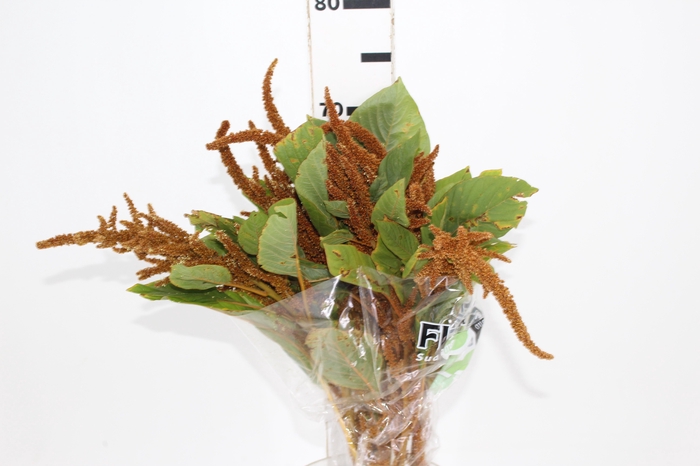 <h4>AMARANTHUS DOURADO 070 CM</h4>