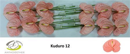 <h4>ANTH A KUDURO 12</h4>