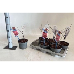 Acer Pa Atropurpureu