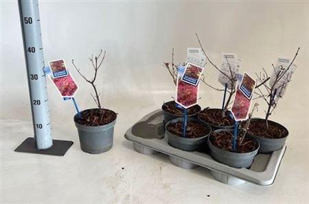 Acer Pa Atropurpureu