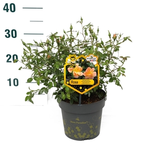 Rosa 'Apricot' - Struik - P17 - Bijenweelde