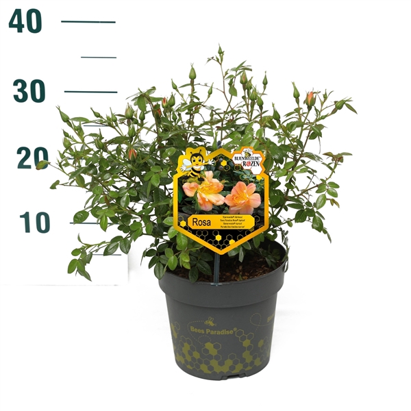 <h4>Rosa 'Apricot' - Struik - P17 - Bijenweelde</h4>