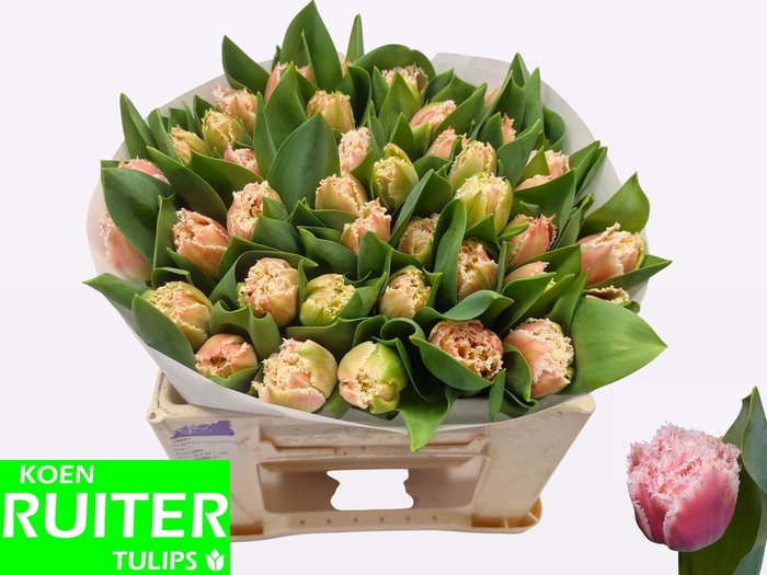 <h4>TU FR QUEENSLAND</h4>