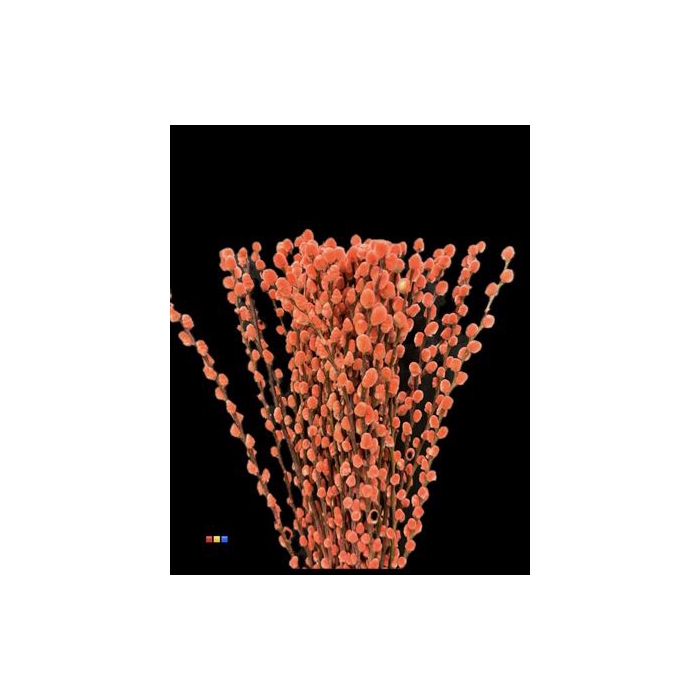 <h4>Salix Pussy Willow Red</h4>