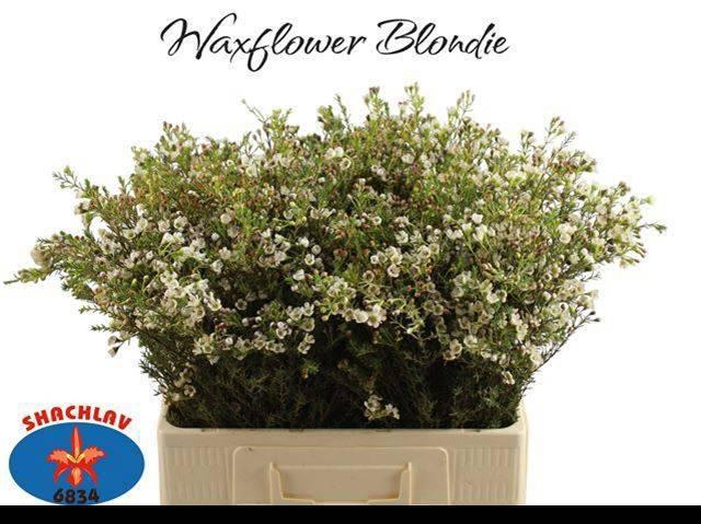 <h4>CHAME BLONDIE</h4>