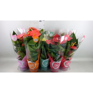 Anthurium   ...mix