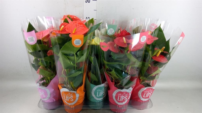 <h4>Anthurium   ...mix</h4>