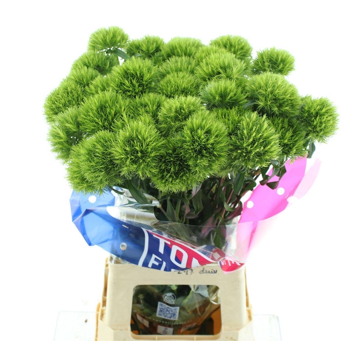 <h4>Di Barb Kiwi Mellow</h4>