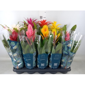 Bromelia   ...mix