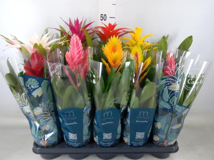 <h4>Bromelia   ...mix</h4>