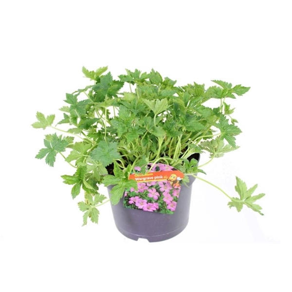 <h4>Geranium endressii Wargrave Pink</h4>
