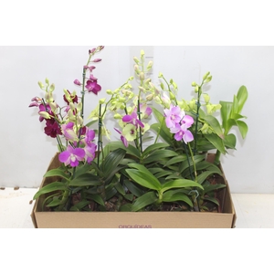 DENPHALAEN MINI P12 QUADRADO