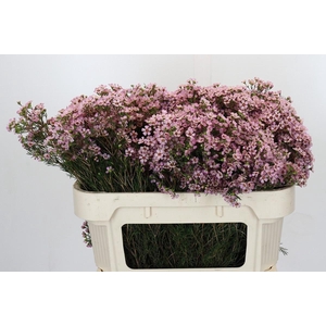 Chamelaucium Jupiter Solar