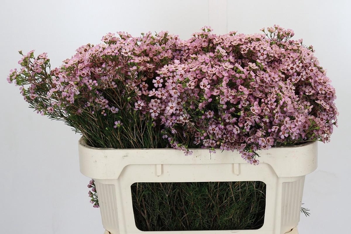 <h4>Chamelaucium Jupiter Solar</h4>