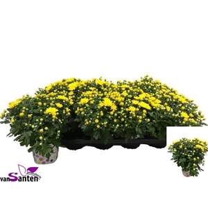 CHRY GARD YELLOW