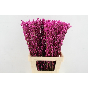 Salix Snowflake 70cm Cerise
