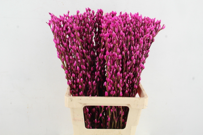 <h4>Salix Snowflake 70cm Cerise</h4>